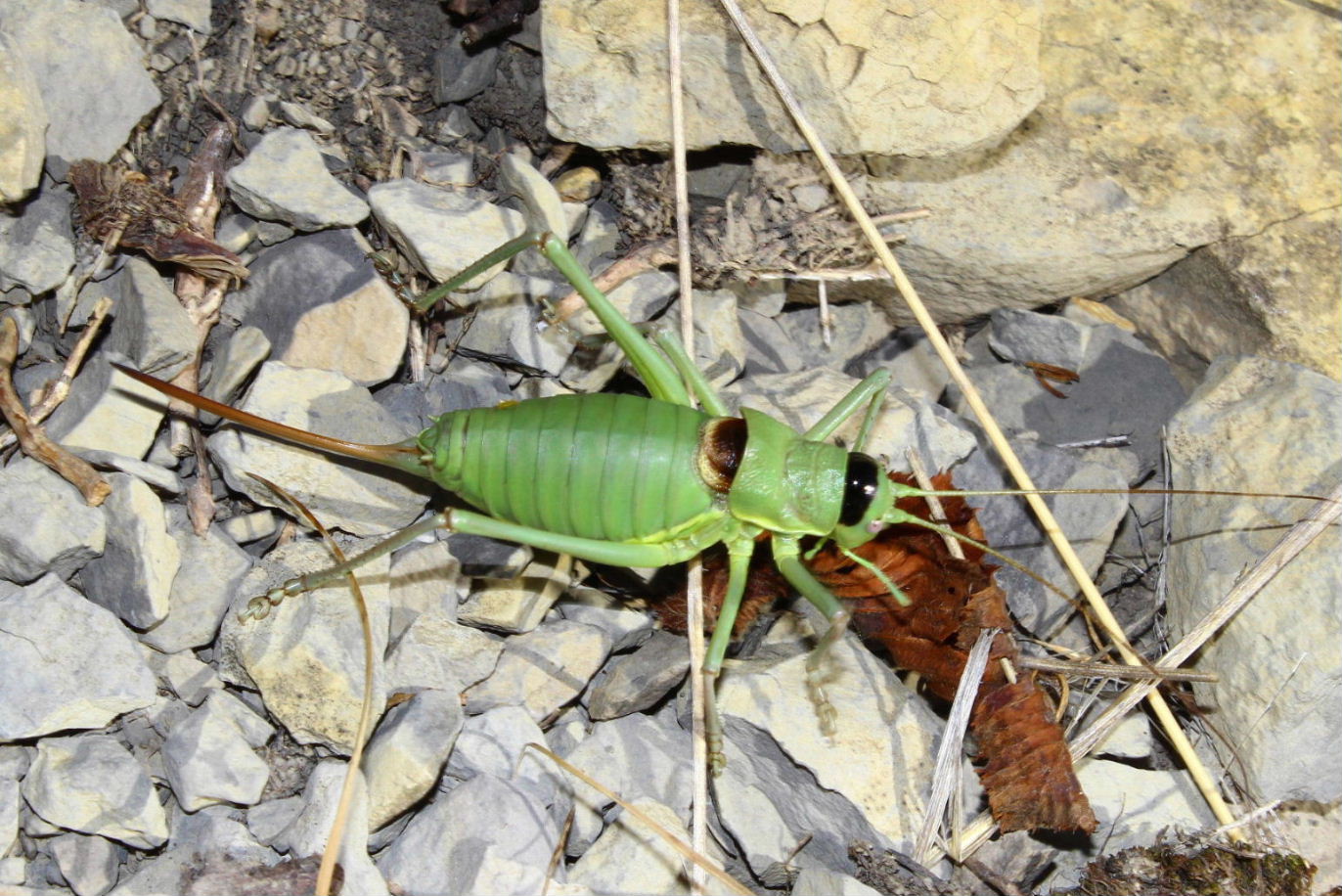 Orthoptera da determinare-4 ??